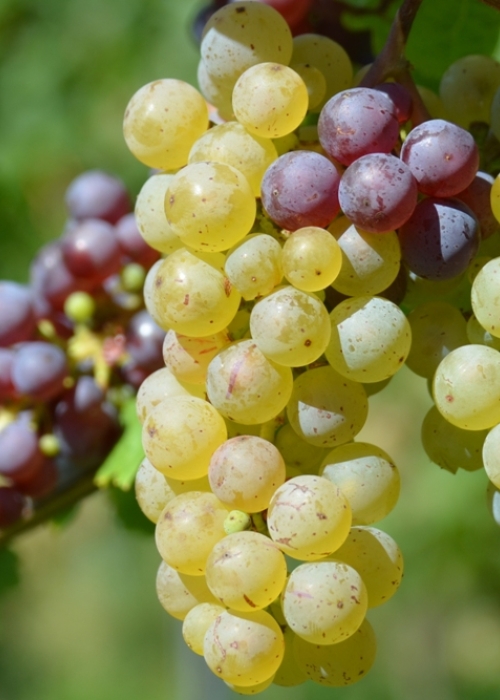 Roter Riesling Mutation ANT 6004